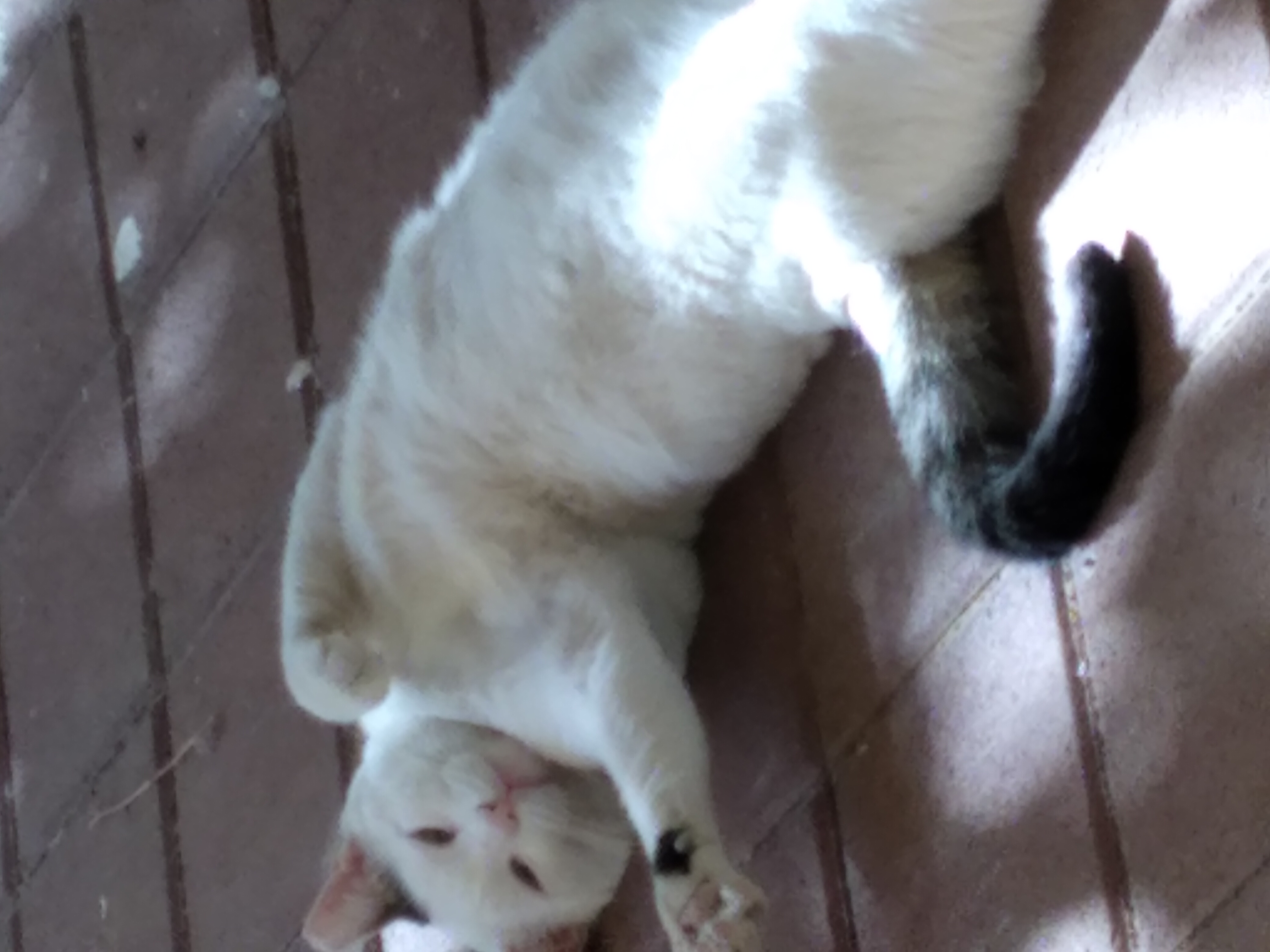 Chonker