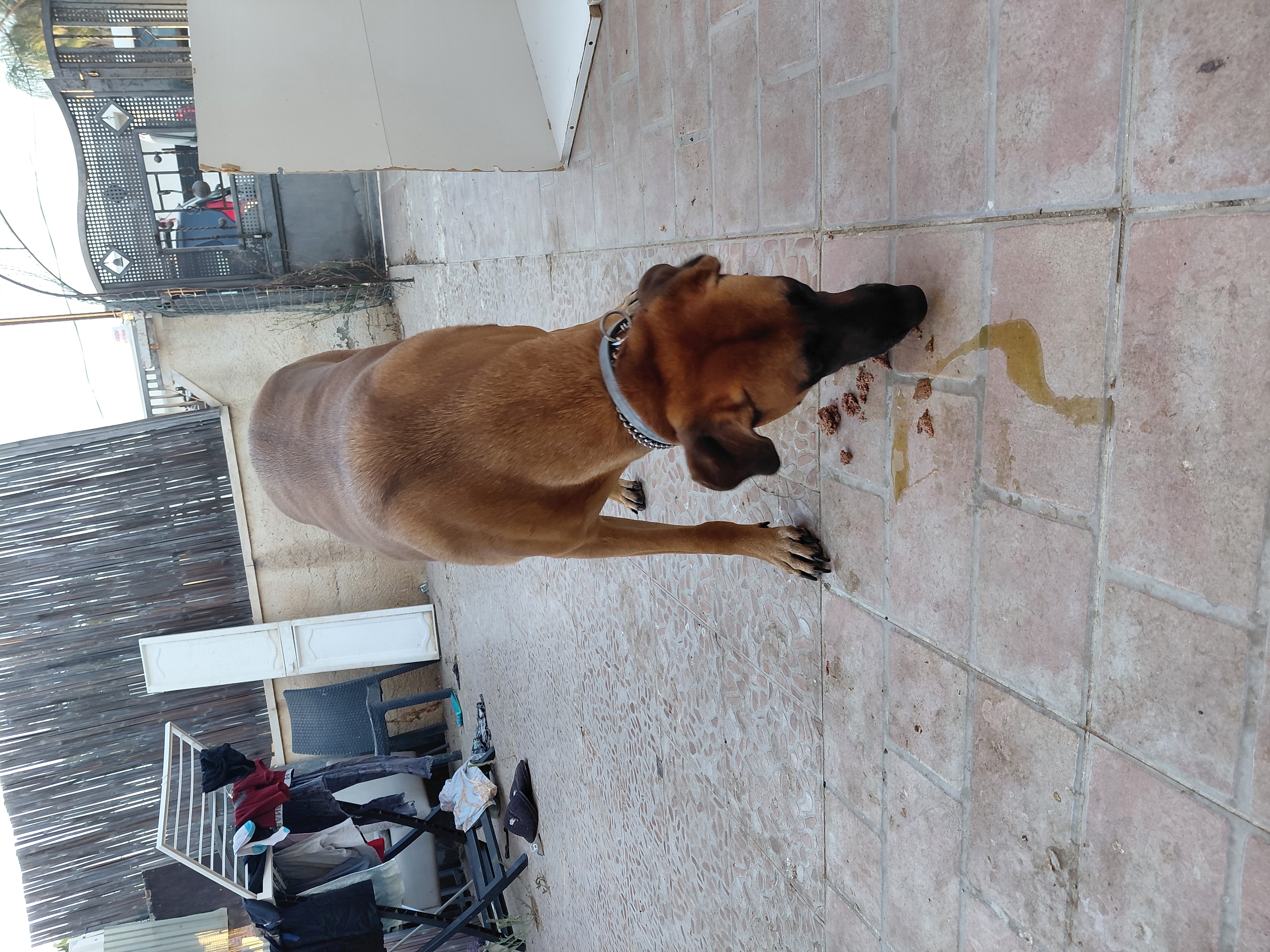 Doggo